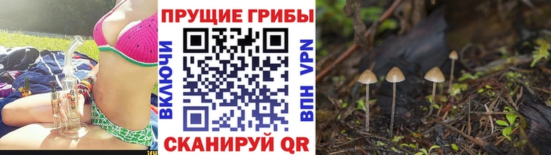KRAKEN зеркало Балашов площадка телеграм даркнет сайт Псилоцибиновые грибы Magic Shrooms